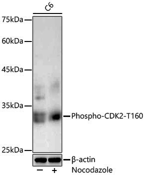 Anti-Phospho-CDK2 (Thr160) Rabbit pAb