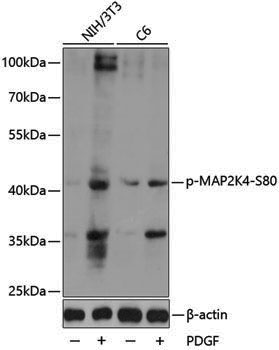 Anti-Phospho-MEK4 (Ser80) Rabbit pAb