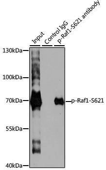 Anti-Phospho-Raf1 (Ser621) Rabbit pAb