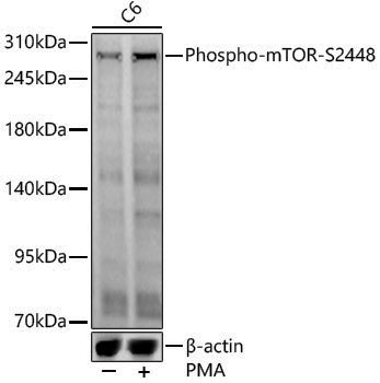 Anti-Phospho-mTOR (Ser2448) Rabbit pAb
