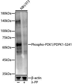 Anti-Phospho-PDPK1 (Ser241) Rabbit pAb