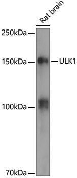 Anti-ULK1 Rabbit pAb
