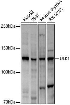 Anti-ULK1 Rabbit pAb
