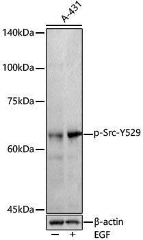 Anti-Phospho-Src (Tyr529) Rabbit pAb