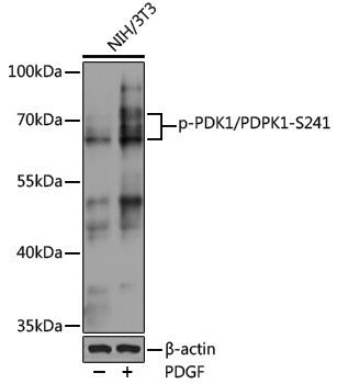 Anti-Phospho-PDPK1 (Ser241) Rabbit pAb