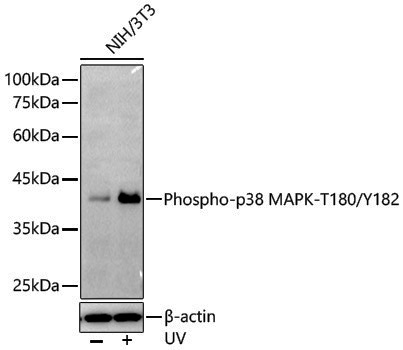 Anti-Phospho-p38 (Thr180/Tyr182) Rabbit pAb