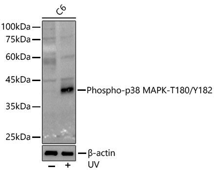 Anti-Phospho-p38 (Thr180/Tyr182) Rabbit pAb