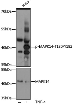 Anti-Phospho-p38 (Thr180/Tyr182) Rabbit pAb
