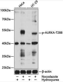 Anti-Phospho-Aurora A (Thr288) Rabbit pAb