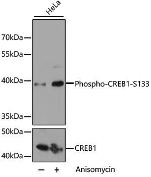 Anti-Phospho-CREB1 (Ser133) Rabbit pAb
