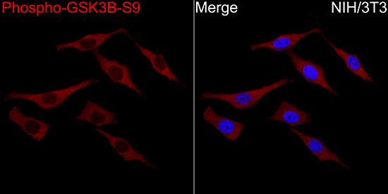 Anti-Phospho-GSK3 beta (Ser9) Rabbit pAb