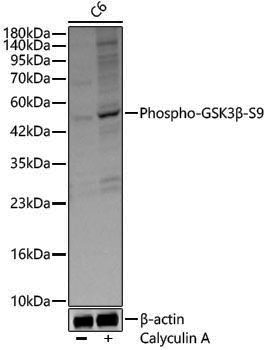 Anti-Phospho-GSK3 beta (Ser9) Rabbit pAb