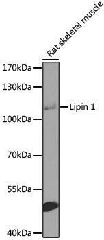 Anti-Lipin 1 Rabbit pAb