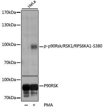 Anti-Phospho-RSK1 p90 (Ser380) Rabbit pAb
