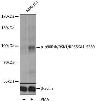 Anti-Phospho-RSK1 p90 (Ser380) Rabbit pAb