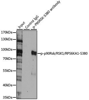 Anti-Phospho-RSK1 p90 (Ser380) Rabbit pAb