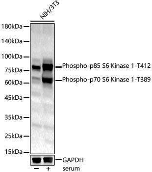 Anti-Phospho-S6K1 (Thr389) Rabbit pAb