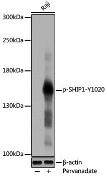 Anti-Phospho-SHIP1 (Tyr1020) Rabbit pAb