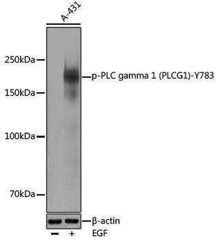 Anti-Phospho-PLCG1 (Tyr783) Rabbit pAb