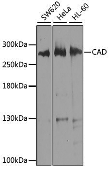 Anti-CAD Rabbit pAb