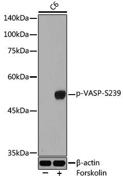 Anti-Phospho-VASP (Ser239) Rabbit pAb