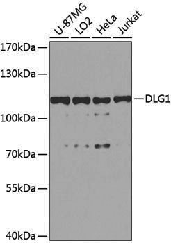 Anti-SAP97 Rabbit pAb