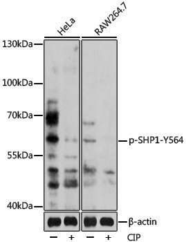 Anti-Phospho-SHP1 (Tyr564) Rabbit pAb