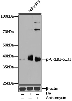 Anti-Phospho-CREB1 (Ser133) Rabbit pAb