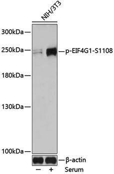 Anti-Phospho-eIF4G1 (Ser1108) Rabbit pAb