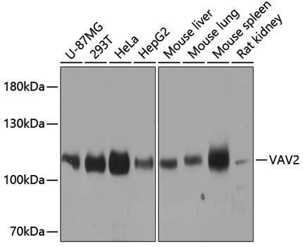 Anti-VAV2 Rabbit pAb