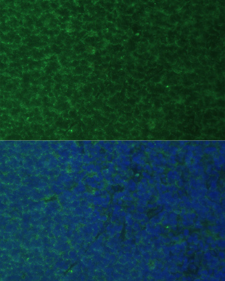 Anti-NOXA Rabbit pAb
