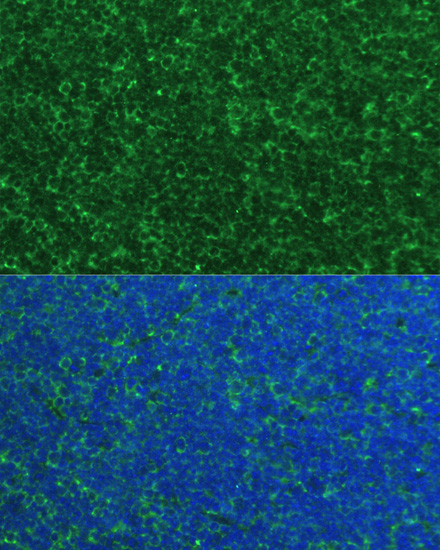 Anti-NOXA Rabbit pAb