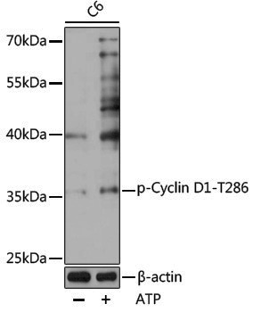 Anti-Phospho-Cyclin D1 (Thr286) Rabbit pAb