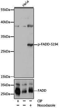 Anti-Phospho-FADD (Ser194) Rabbit pAb
