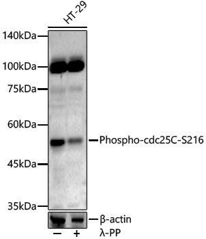 Anti-Phospho-CDC25C (Ser216) Rabbit pAb