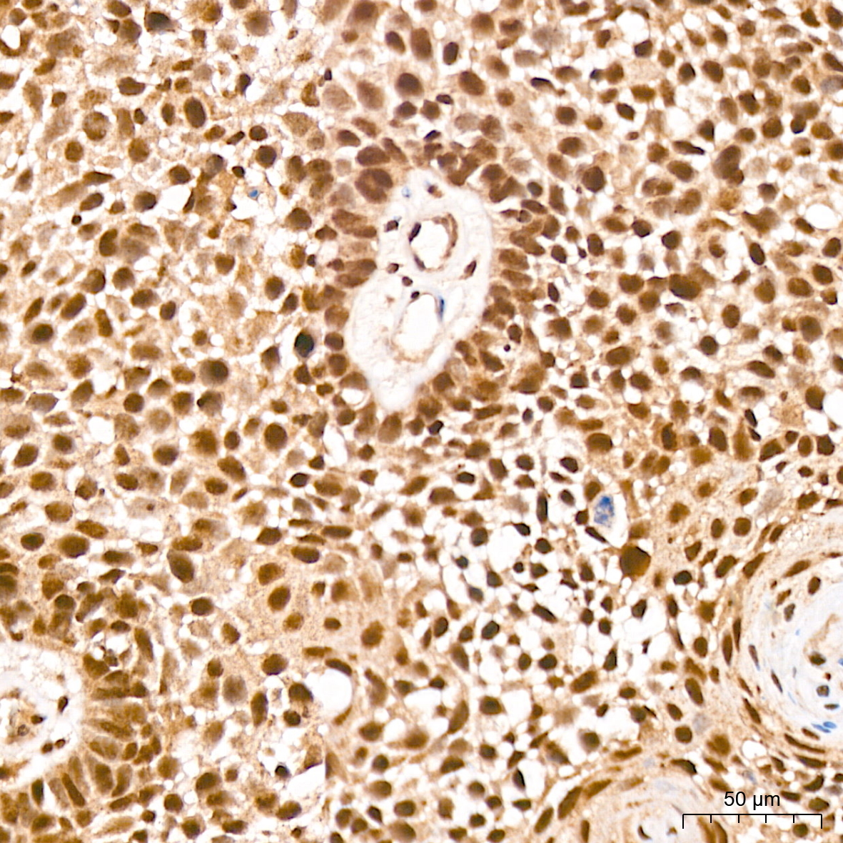 Anti-Phospho-CDC25C (Ser216) Rabbit pAb