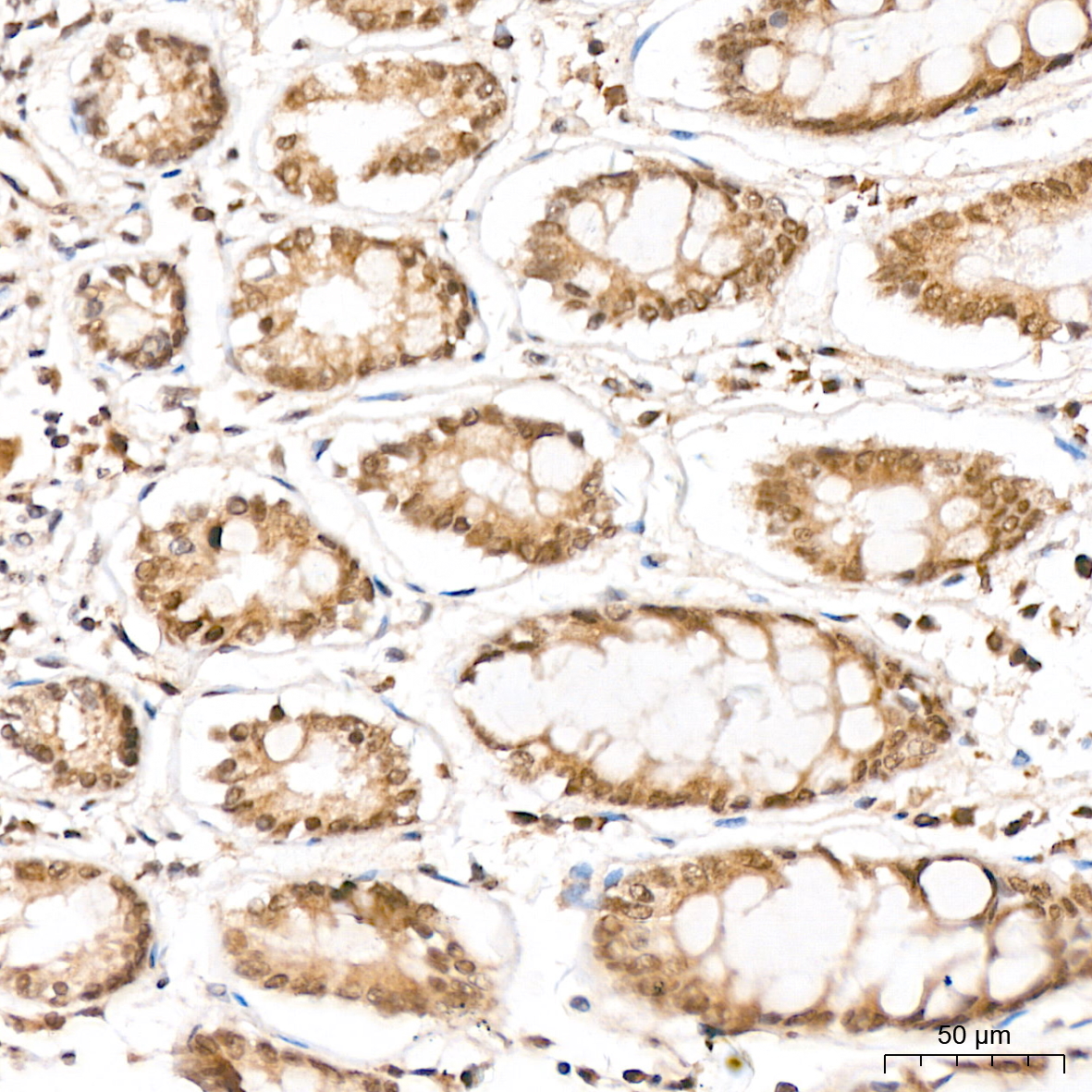 Anti-Phospho-CDC25C (Ser216) Rabbit pAb