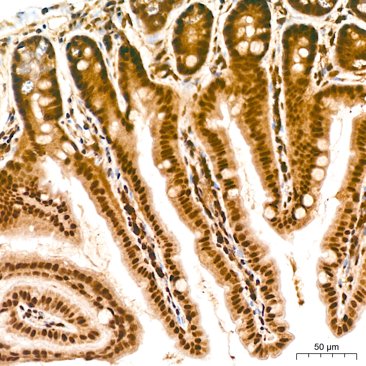 Anti-Phospho-CDC25C (Ser216) Rabbit pAb