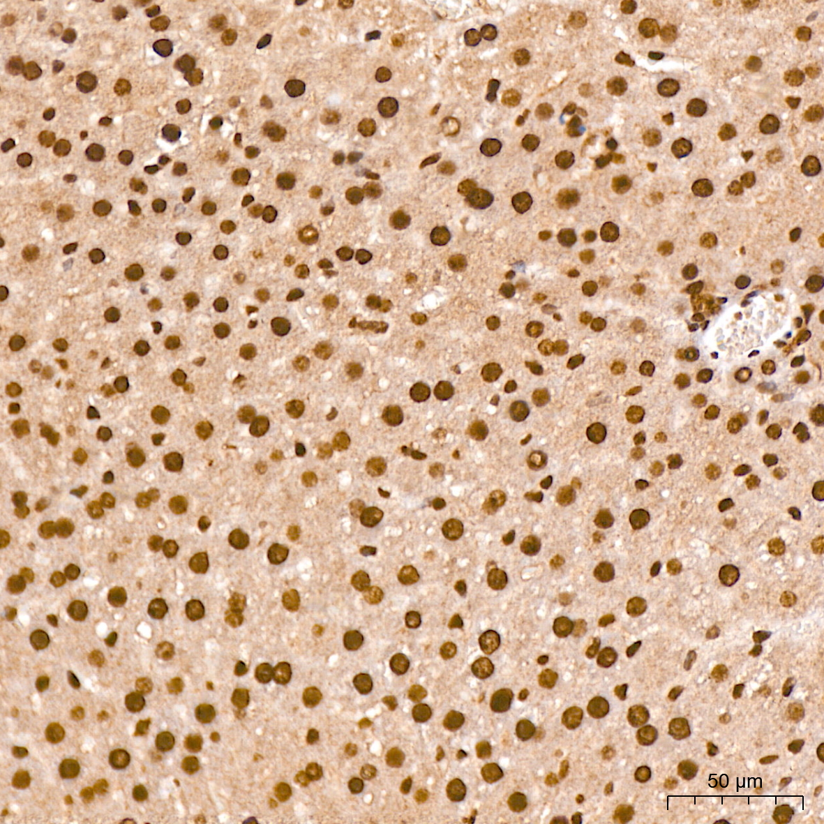 Anti-Phospho-CDC25C (Ser216) Rabbit pAb