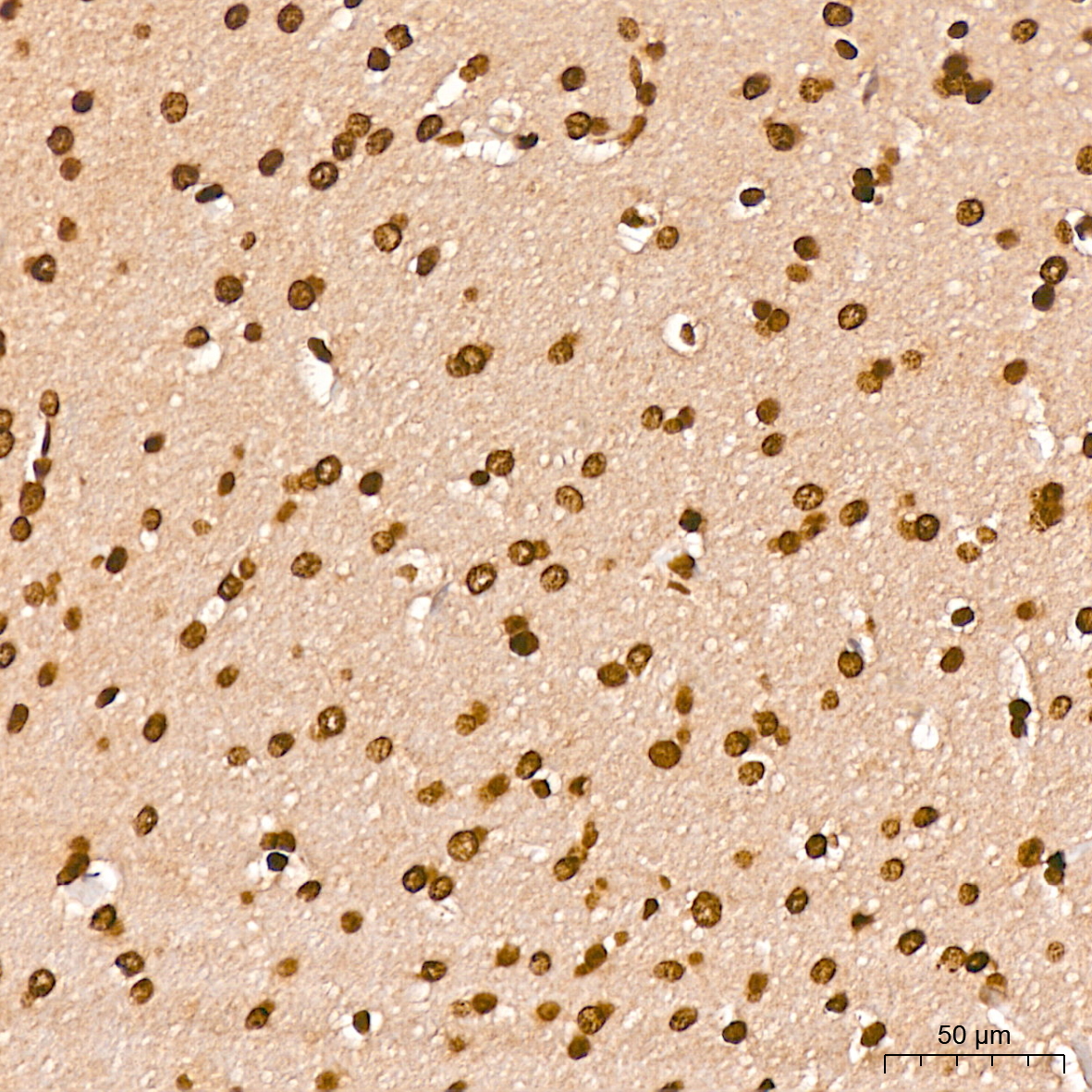 Anti-Phospho-CDC25C (Ser216) Rabbit pAb