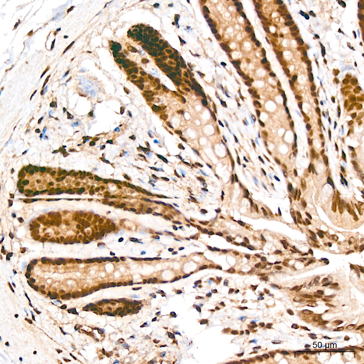 Anti-Phospho-CDC25C (Ser216) Rabbit pAb