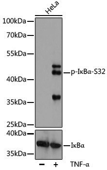 Anti-Phospho-IKB alpha (Ser32) Rabbit pAb