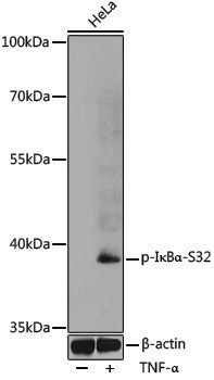Anti-Phospho-IKB alpha (Ser32) Rabbit pAb
