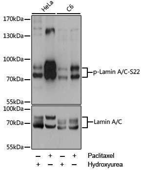Anti-Phospho-Lamin A/C (Ser22) Rabbit pAb