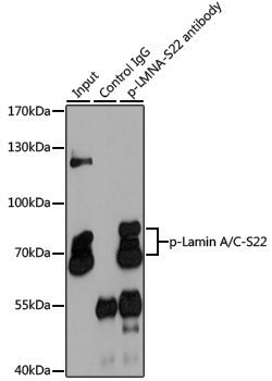 Anti-Phospho-Lamin A/C (Ser22) Rabbit pAb