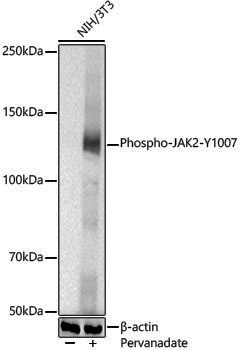 Anti-Phospho-JAK2 (Tyr1007) Rabbit pAb