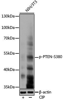 Anti-Phospho-PTEN (Ser380) Rabbit pAb