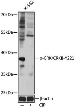 Anti-Phospho-CRK (Tyr221) Rabbit pAb