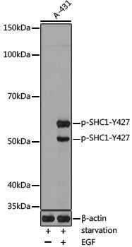 Anti-Phospho-SHC (Tyr427) Rabbit pAb
