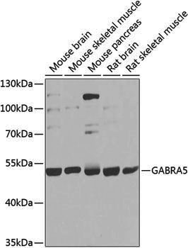 Anti-GABRA5 Rabbit pAb